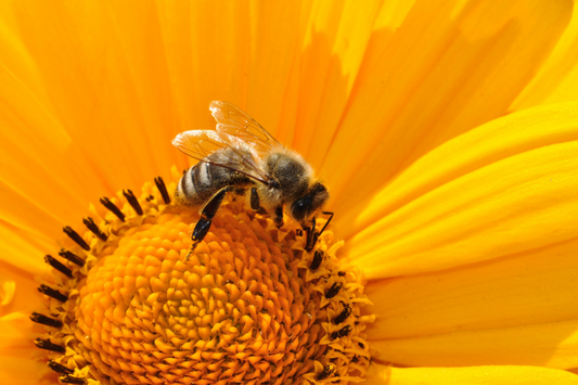 Why Stingless Bee Honey Tastes Sweet and Sour