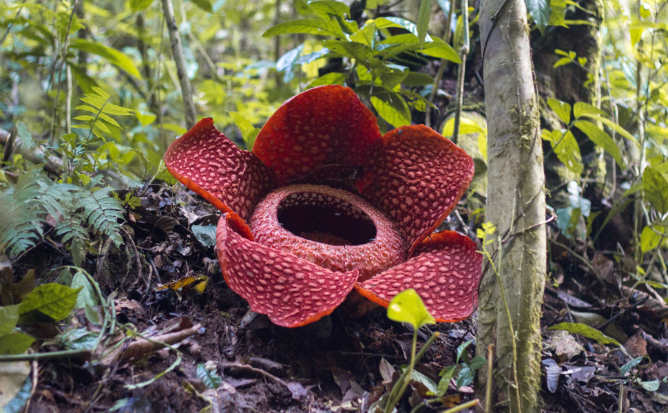 Sarawak's Wild Flora – Natharvest