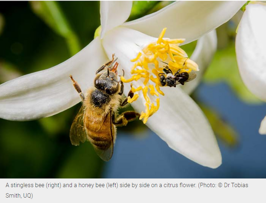 Natharvest stingless bee honey blog - stingless bee honey: nature's wonder