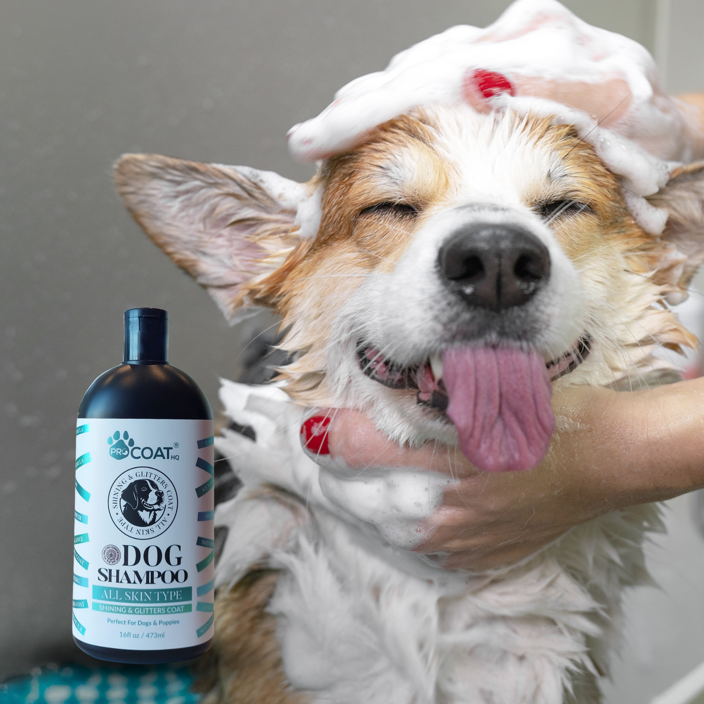 Dog Shampoo for Shining and Glitters Coat, 16 fl oz (473 ml)