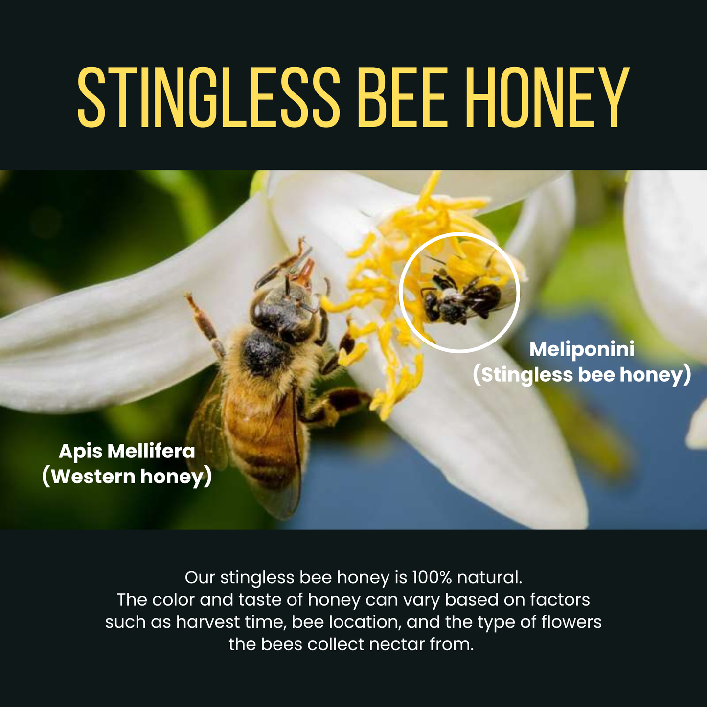 Natharvest Stingless Bee Honey – Pure and Natural Superfood, 8.8 oz (250 gm)